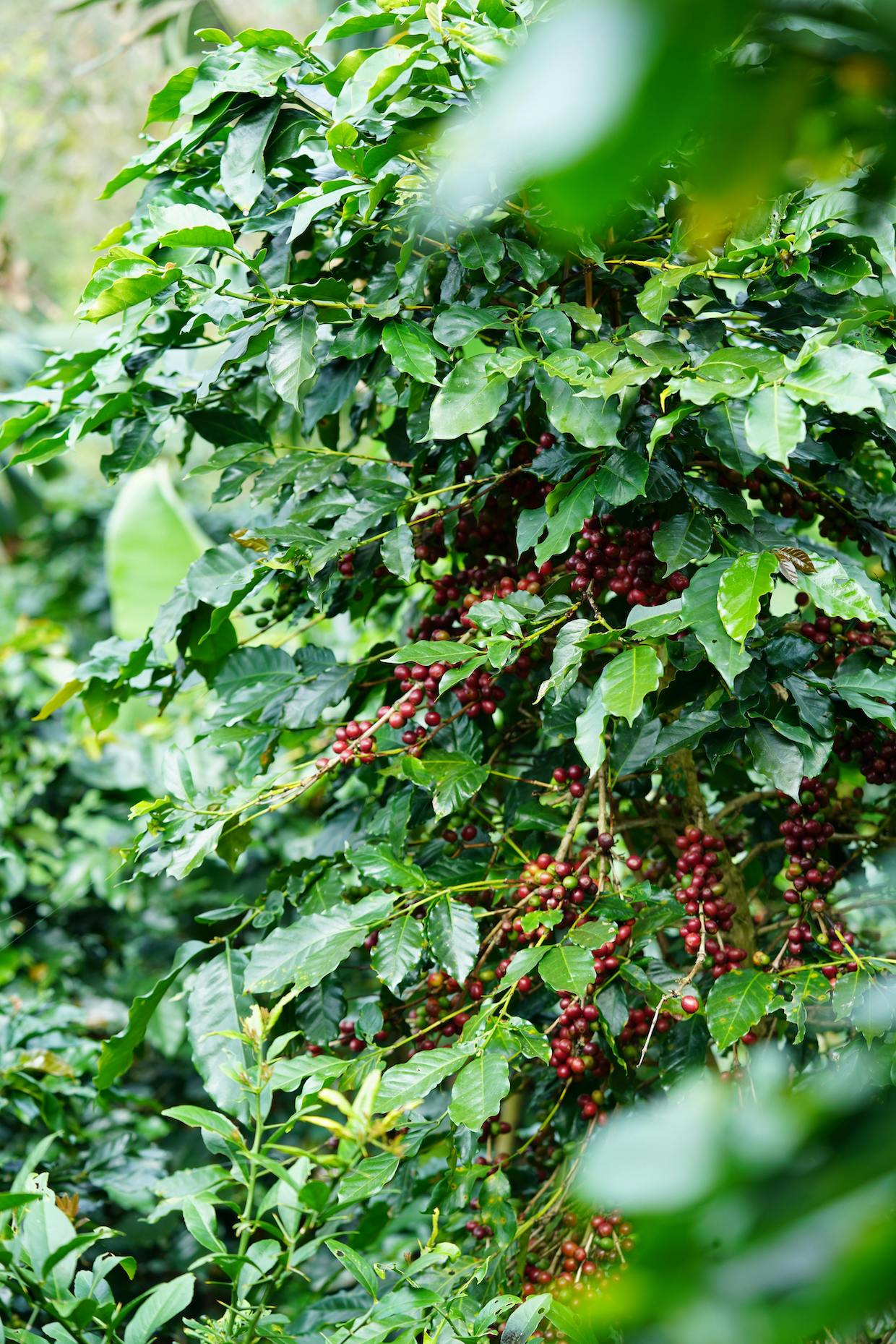 coffee farm