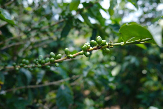 coffee plant
