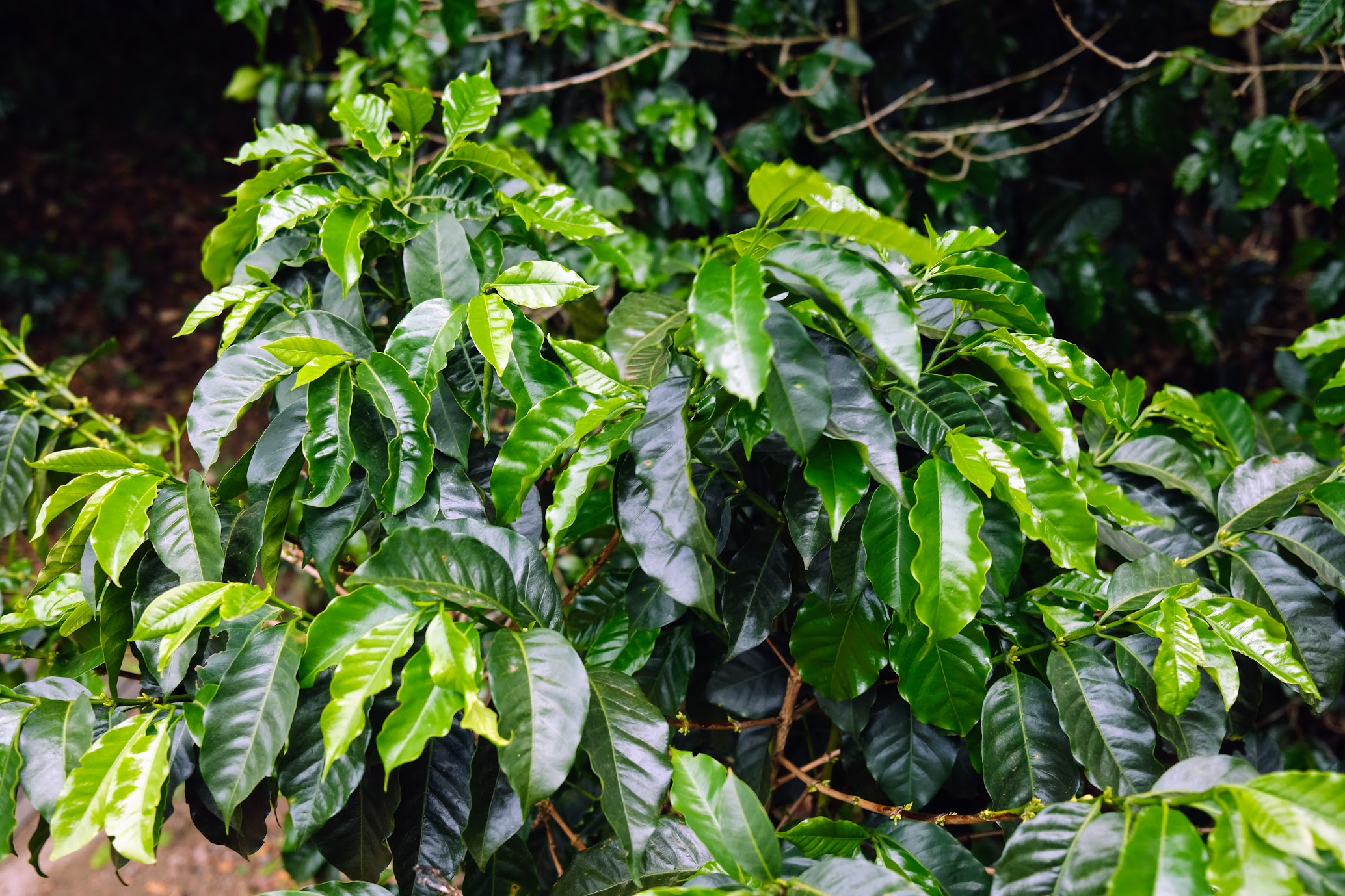 coffee plants