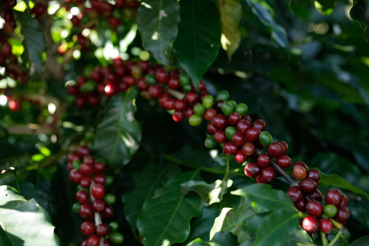 coffee plants