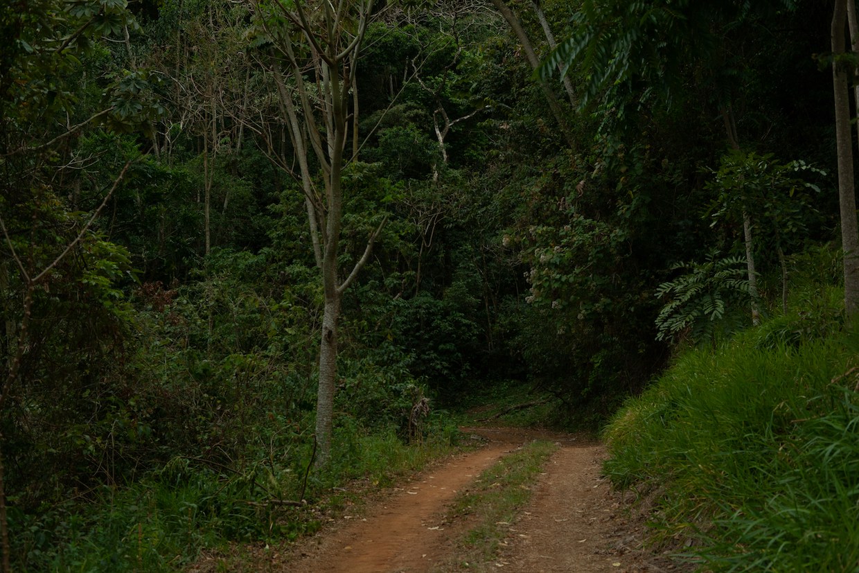 Report Says Coffee Continues to Erase Brazil’s Forests, Exacerbating Climate Shocks