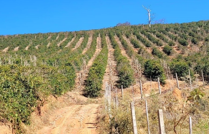 Brazil-coffee-field
