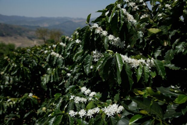 coffee farm climate