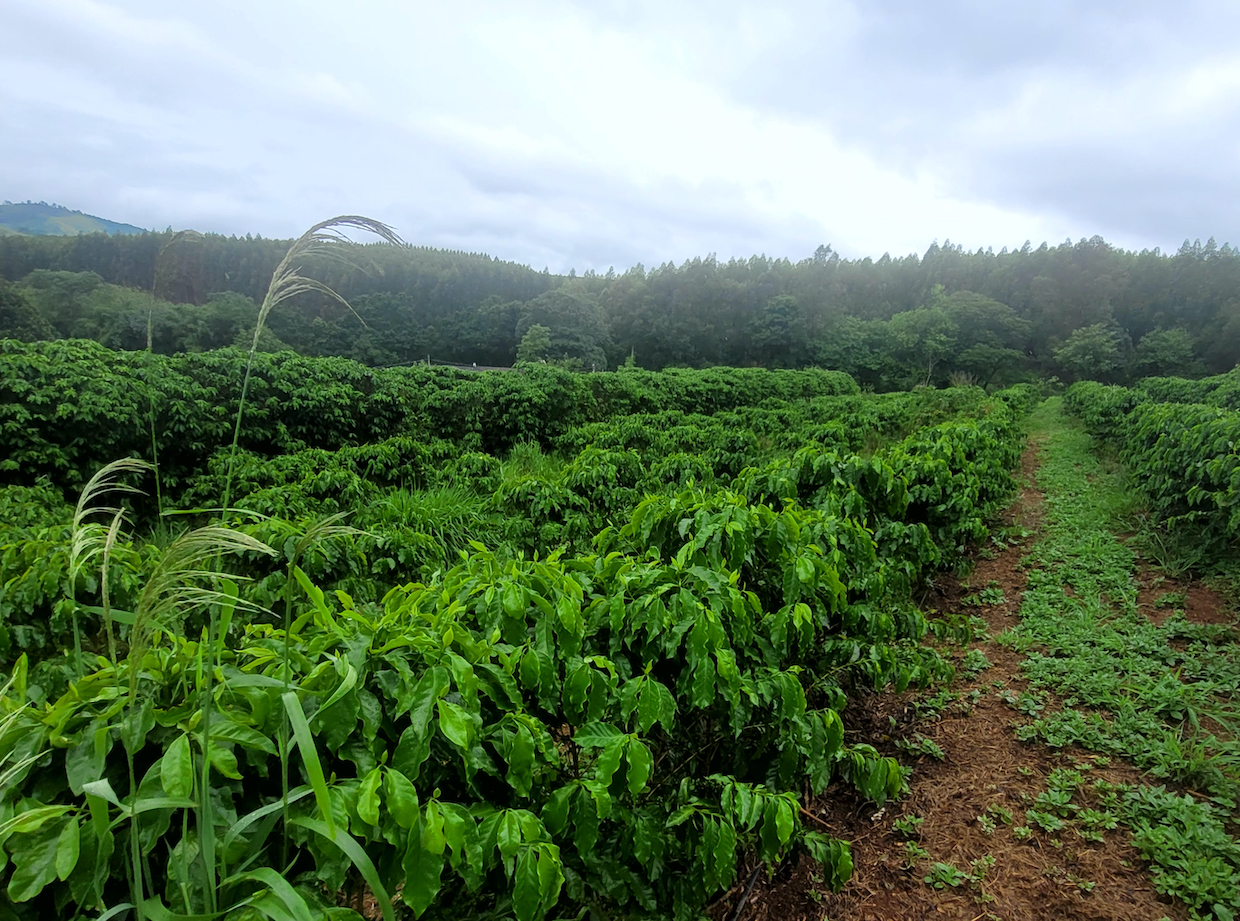 Column: On Balancing the Ideal and the Possible in Coffee Production