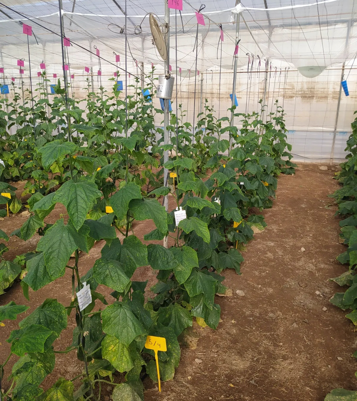 greenhouse cucumbers