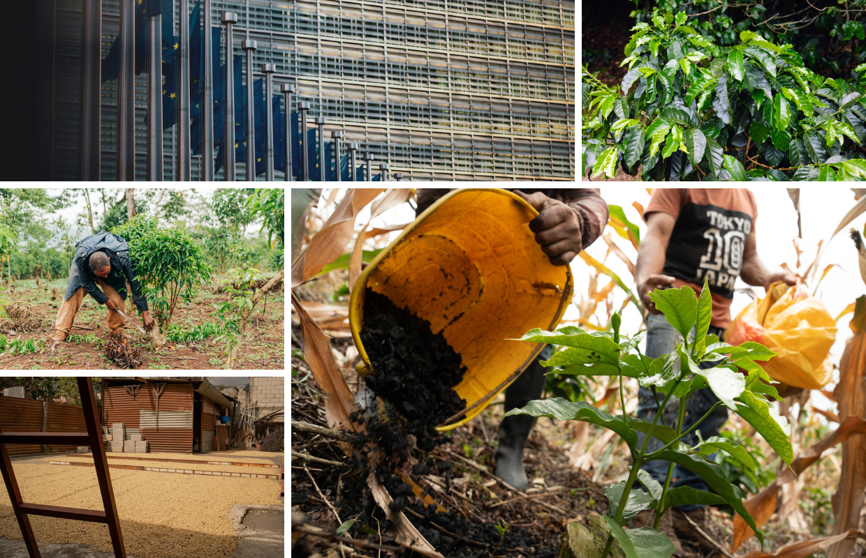 2025 Year in Review: Green Coffee and Policy Whiplash