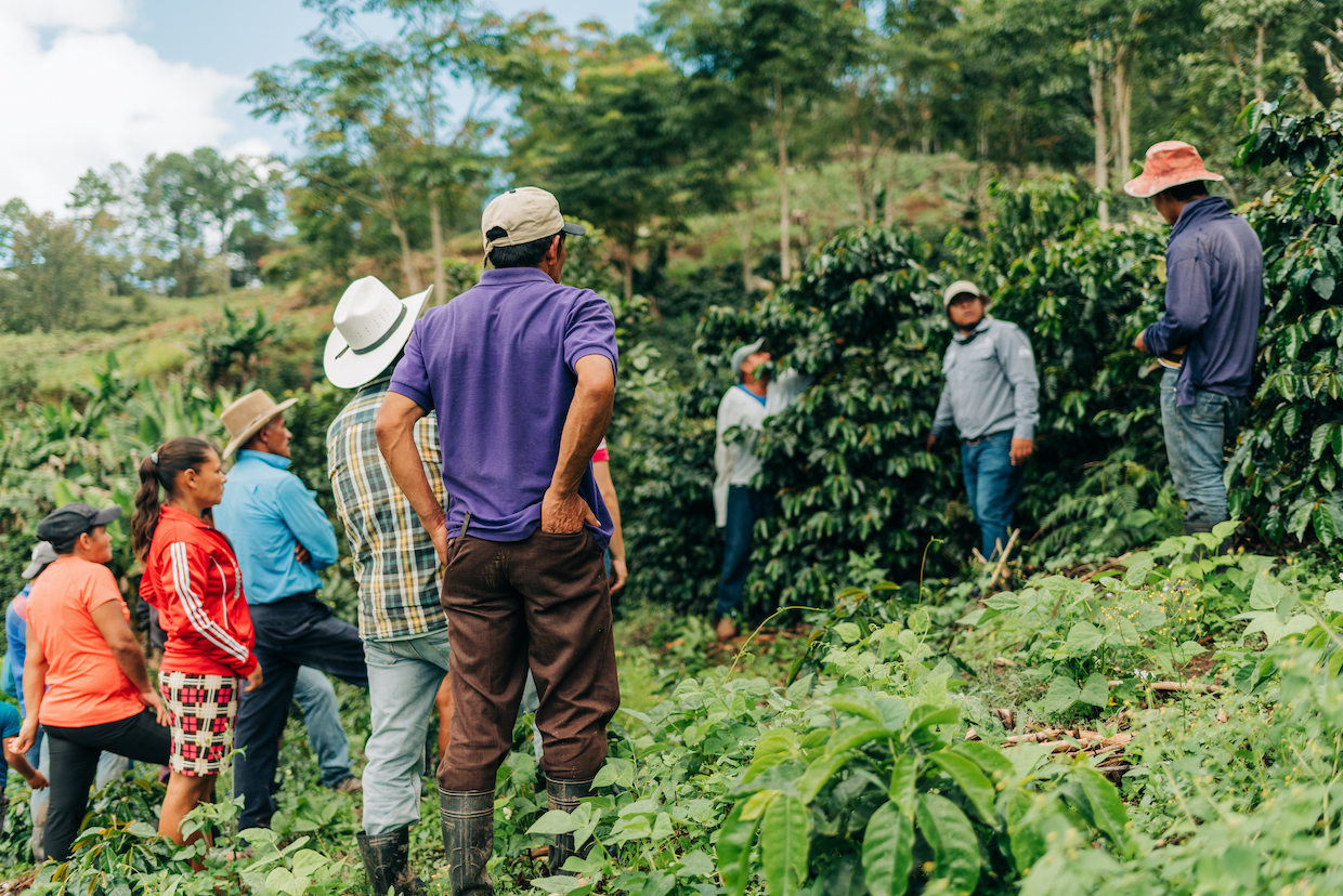 Reflections on 1 Million Coffee Farmer Trainings with TechnoServe Coffee Head Paul Stewart (Part 1)