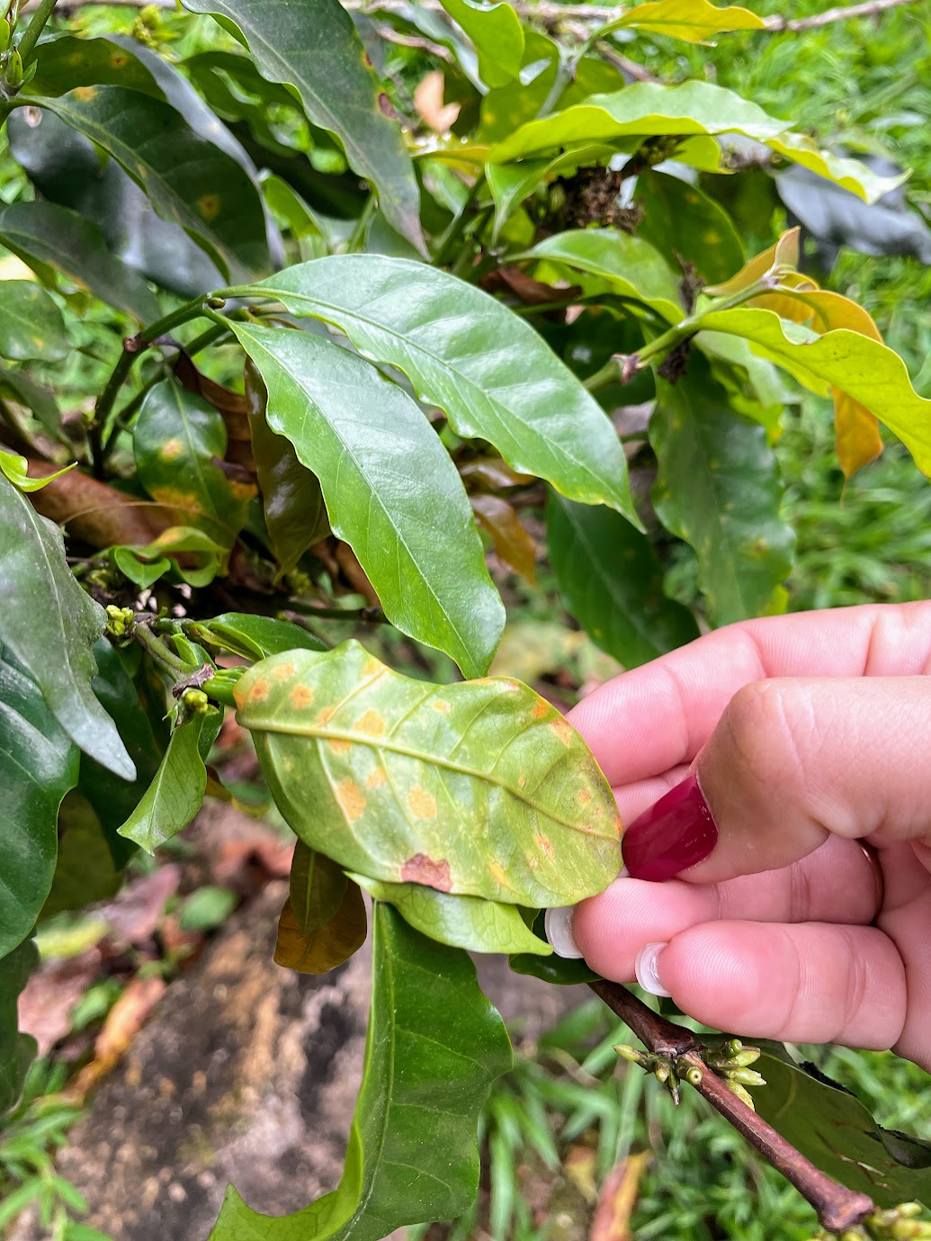 coffee-plant-disease