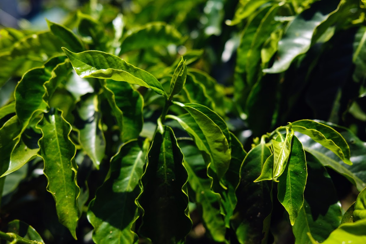 Weekly Coffee News: Sustainable Farming in Mexico + Training in Dallas