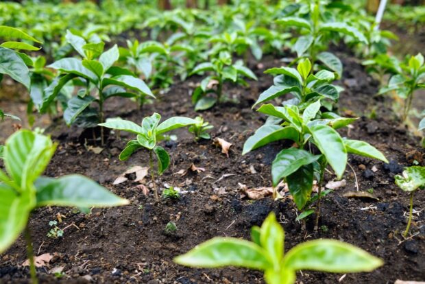 coffee seedlings