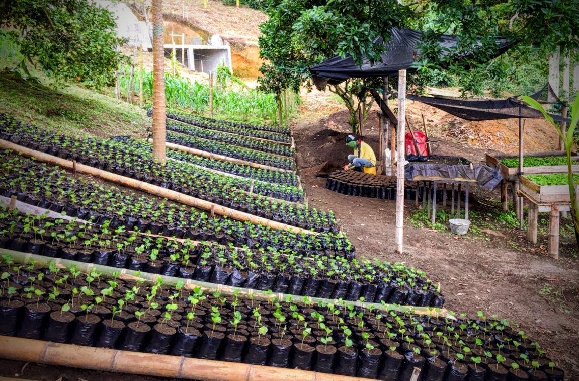 Weekly Coffee News: Regenerative Coffee in Timor-Leste + Uganda Flavor Profiles