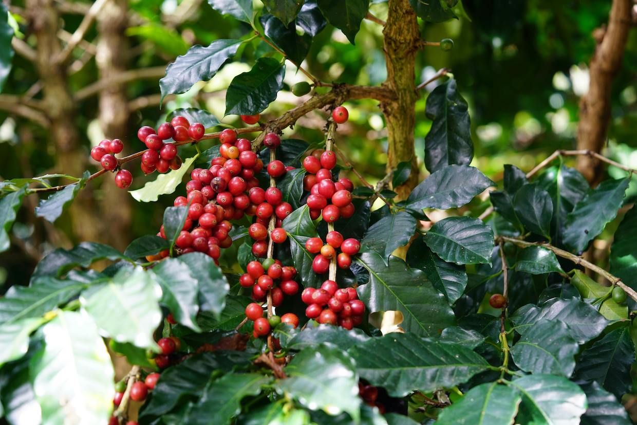 sustainable-green-coffee