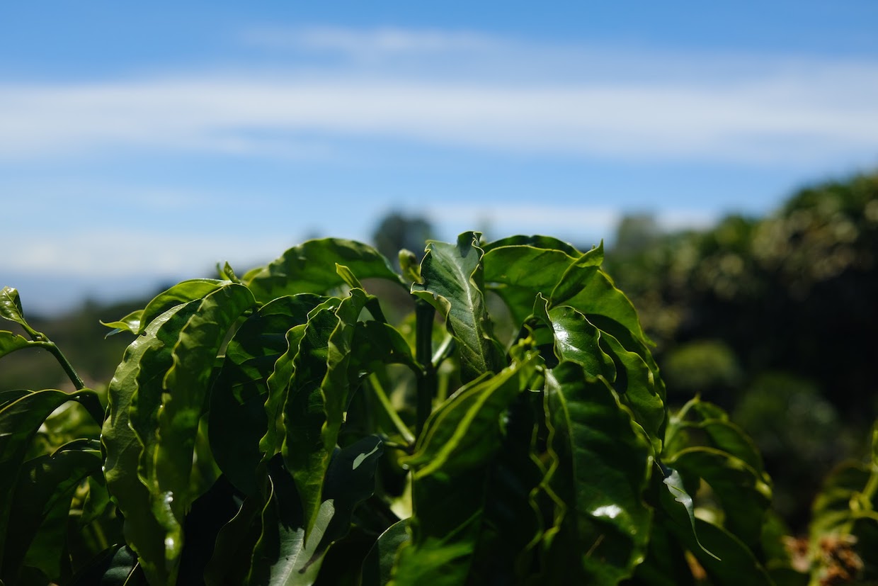 young-coffee-plant-blue-sky
