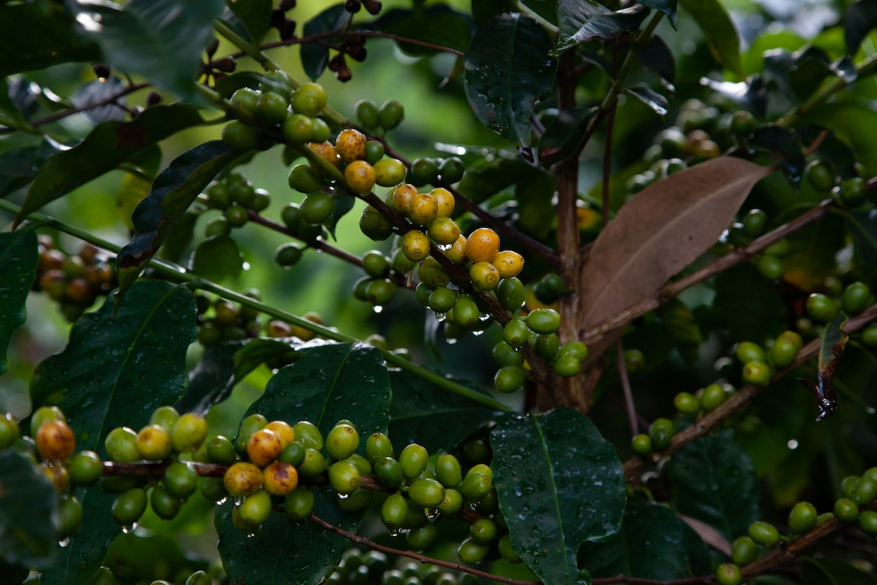 Specialty Coffee Still a Sliver of Brazil’s Total Crop, Study Finds