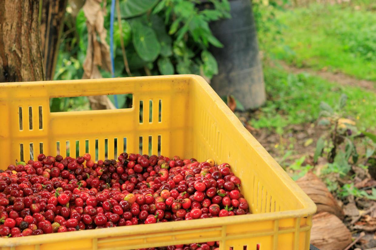 CO2 Fermentation Boosts Natural-Process Coffee Scores in Colombian Trial