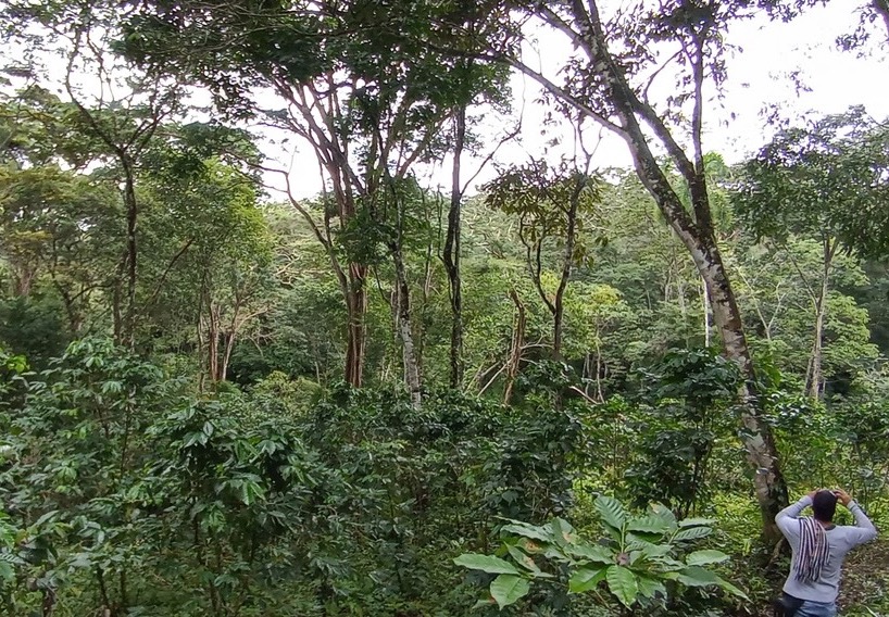 Opinion: Technical Gap Slowing Agroforestry in Key Colombian Lands