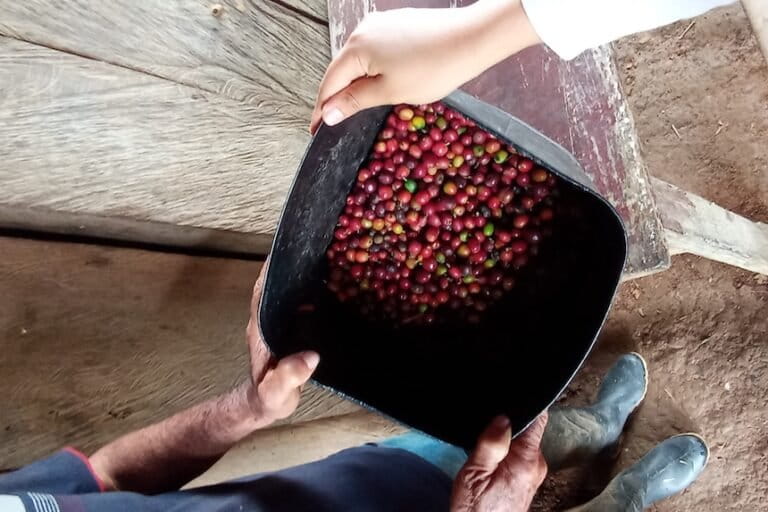 Opinion: Technical Gap Slowing Agroforestry in Key Colombian Lands