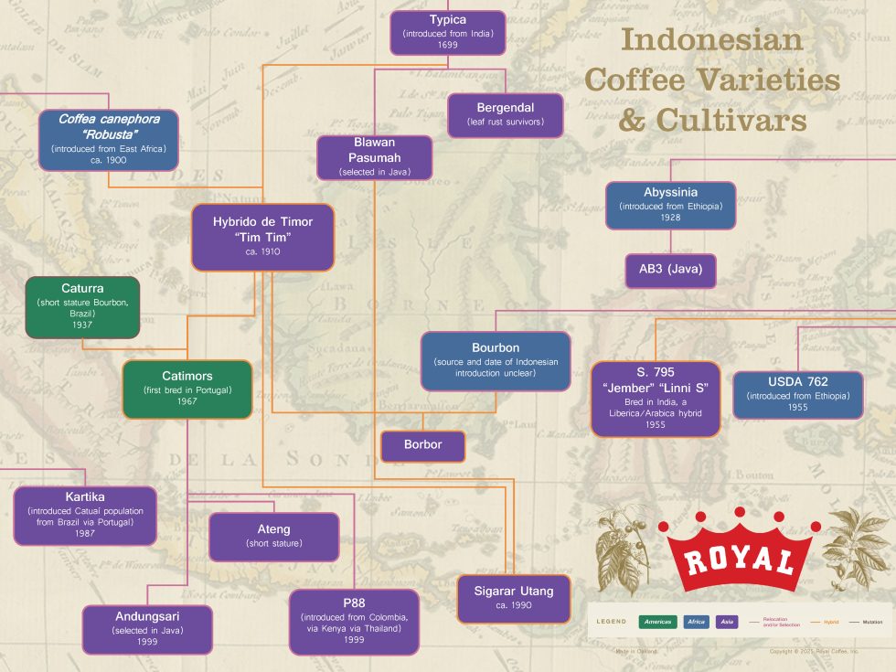 A Guide to Indonesian Coffee Cultivars and Varieties