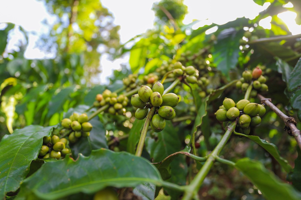 Vietnam-robusta-1