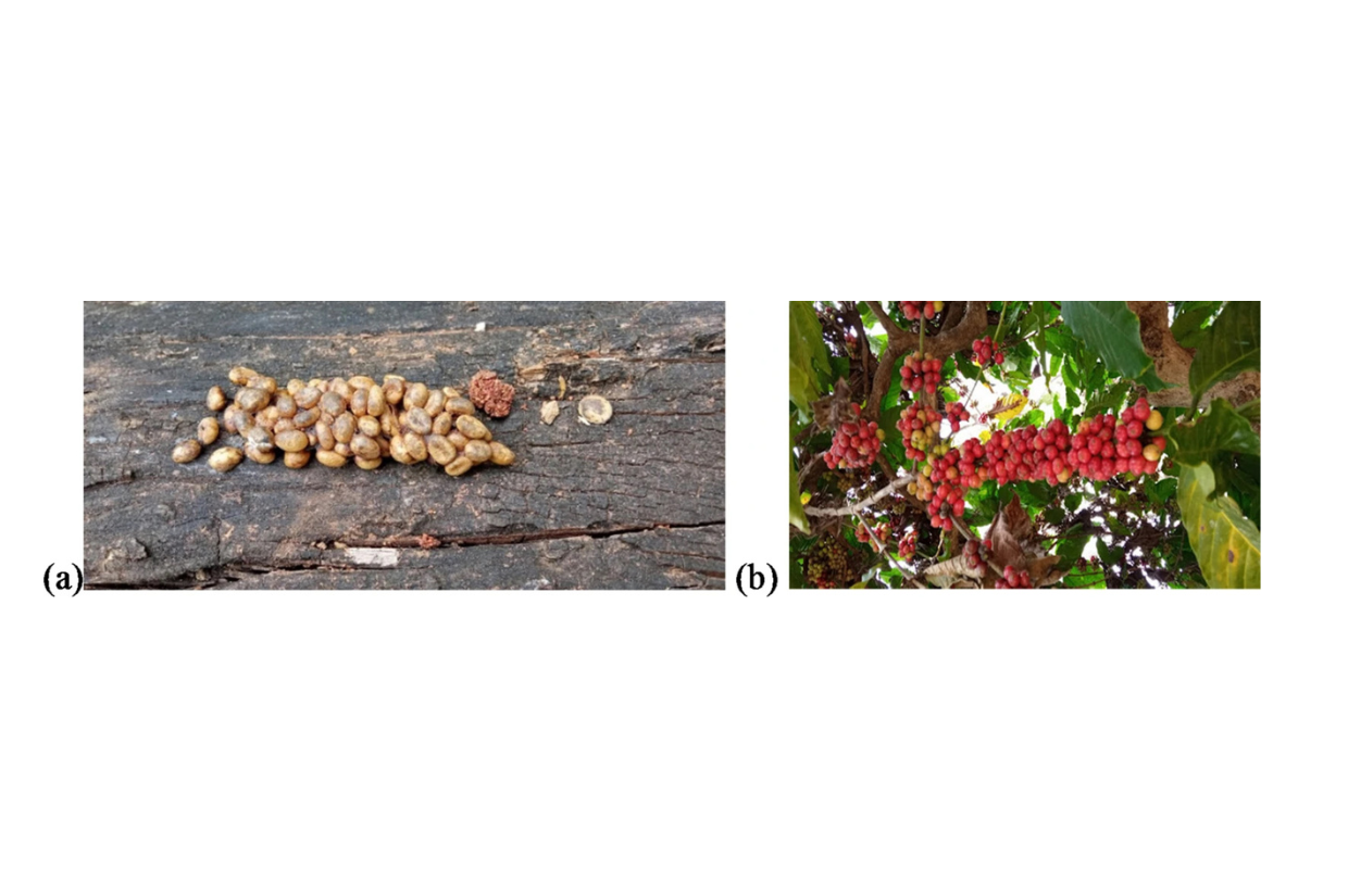 Study Identifies Chemical Differences in Civet Poop Coffee
