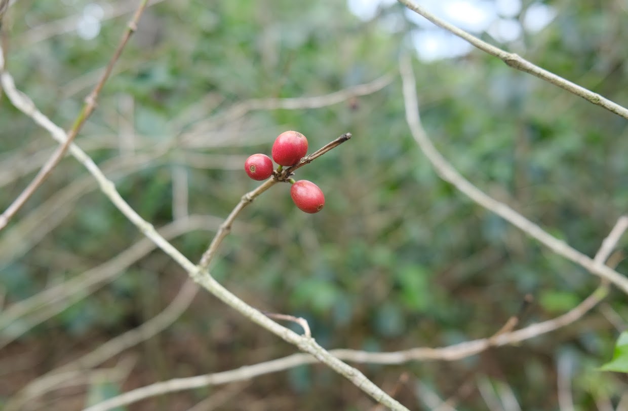 Coffee Crops Are Dying from a Fungus with Species-Jumping Genes