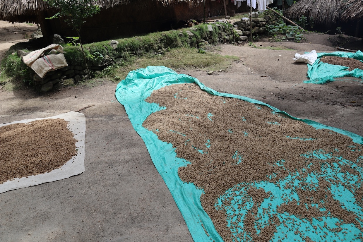 Coffee left to dry in Tayrona National Park. Image by Mie Hoejris Dahl