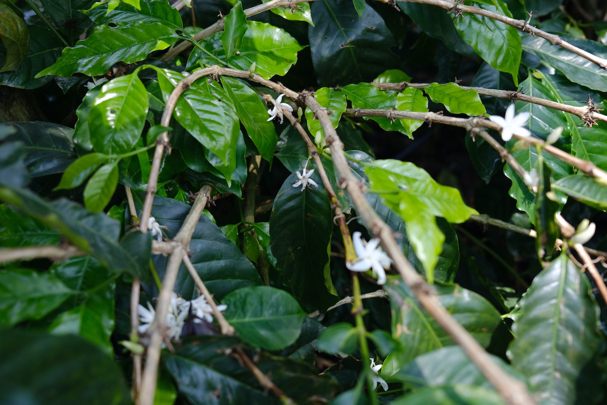 Costa Rica’s Successes in EUDR Compliance Illuminates the Struggles of Others Costa Rica’s Successes in EUDR Compliance Illuminates the Struggles of Others