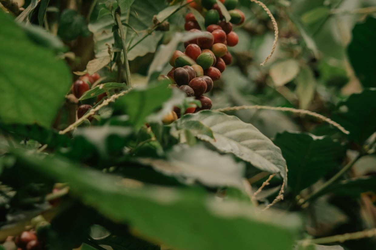 USDA Report Projects Growth of Brazilian Specialty Coffee Despite Market Whiplash