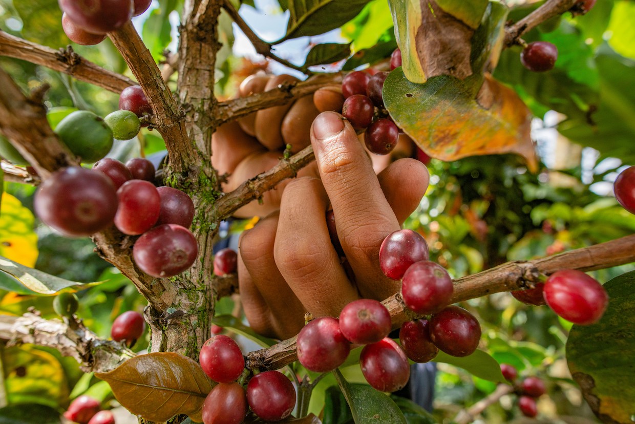 Nestlé and ILO Launch Two-Year Project Addressing Farm Labor in Three Key Countries