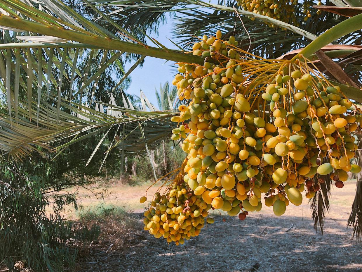 date palm