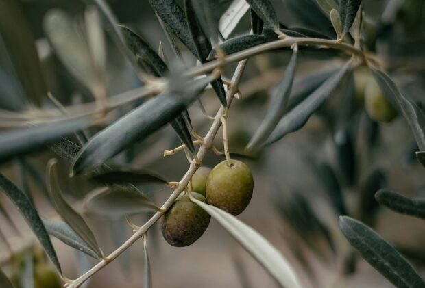 olive tree