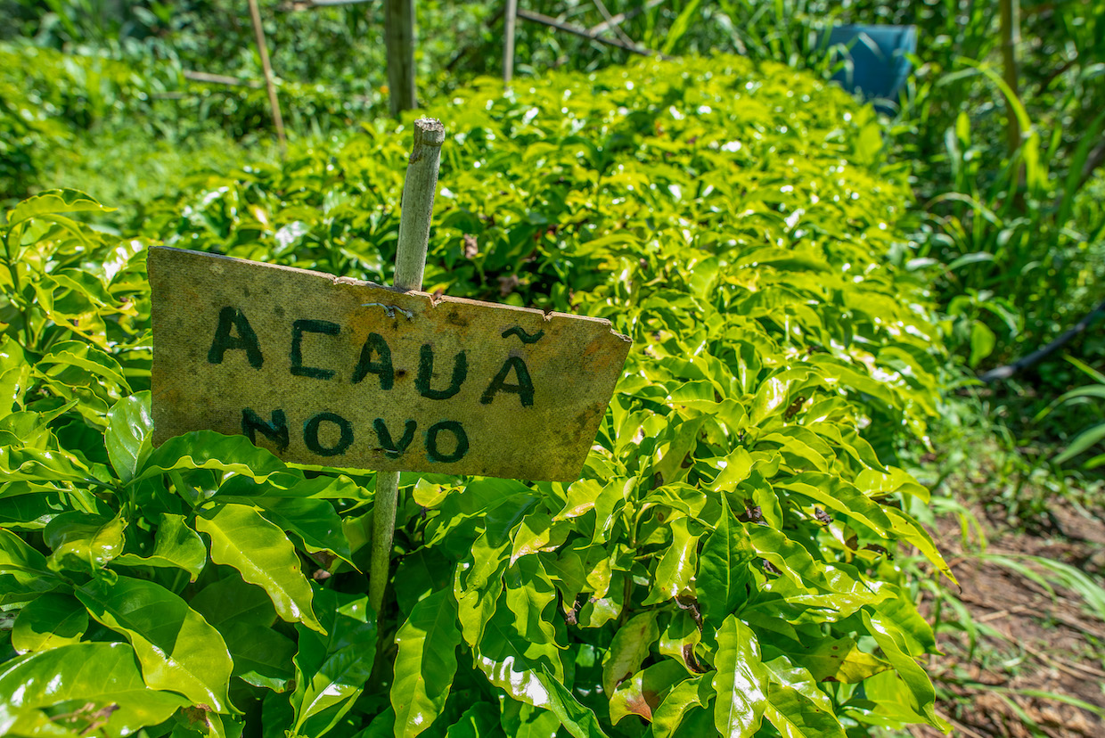20260113_Acaua-Novo-coffee-variety_Poco-Fundo_MG_Brazil_Lucas-Ninno_Dialogue-Earth