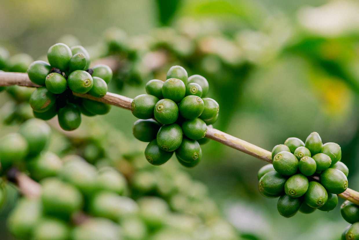 20260113_Arabica-variety-coffee-plant_Poco-Fundo_MG_Brazil_Lucas-Ninno_Dialogue-Earth