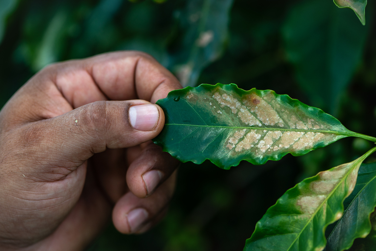 20260113_brown-spot-coffee-leaves_Poco-Fundo-MG_Brazil_Lucas-Ninno_Dialogue-Earth