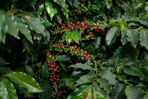Arabica coffee