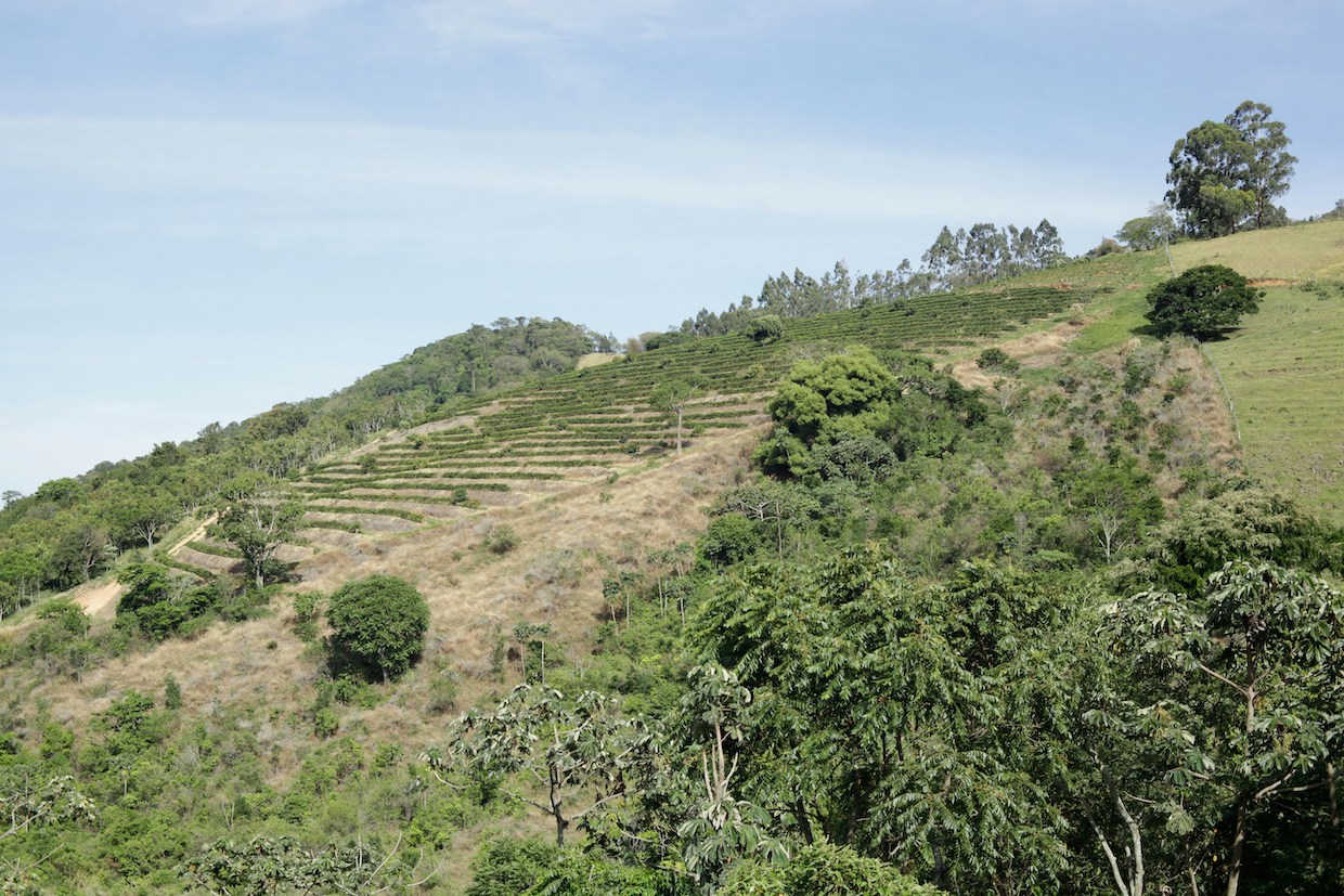 Major Coffee Companies Join Pre-Competitive Initiative to Map World’s Coffee Lands