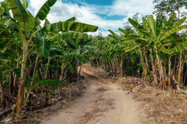 tropical plantation