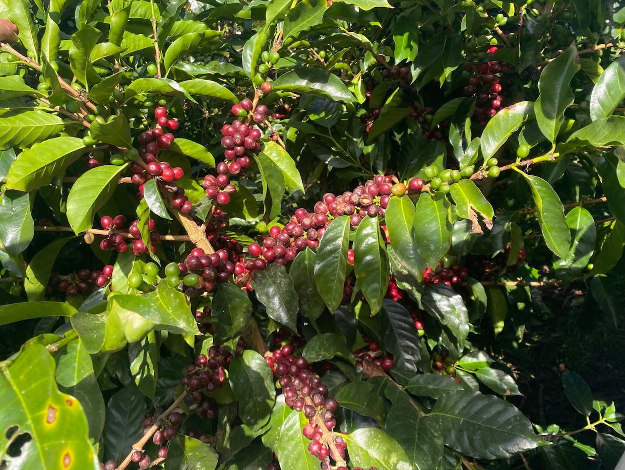 Honduras Coffee EUDR 2