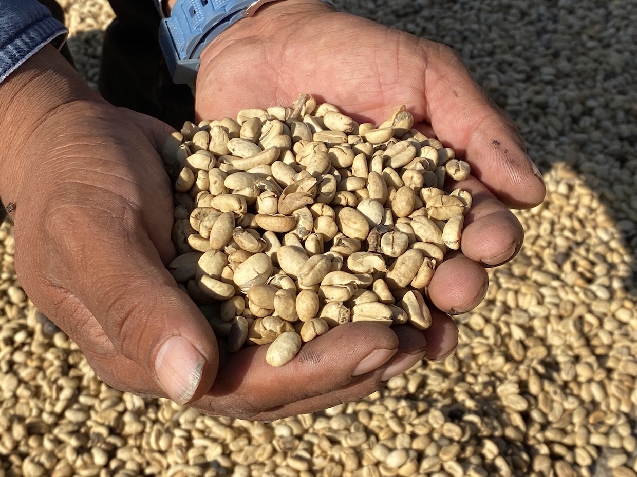 Honduras Coffee EUDR 4