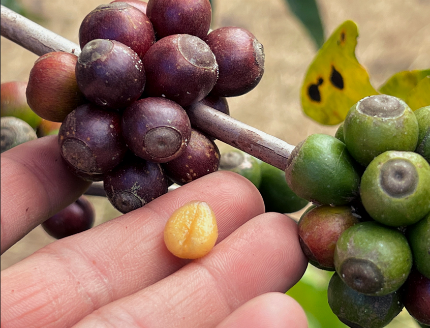 Libex coffee with dark red fruits and teardrop-shaped seed – CREDIT – © Kenny Wee Ting Lee