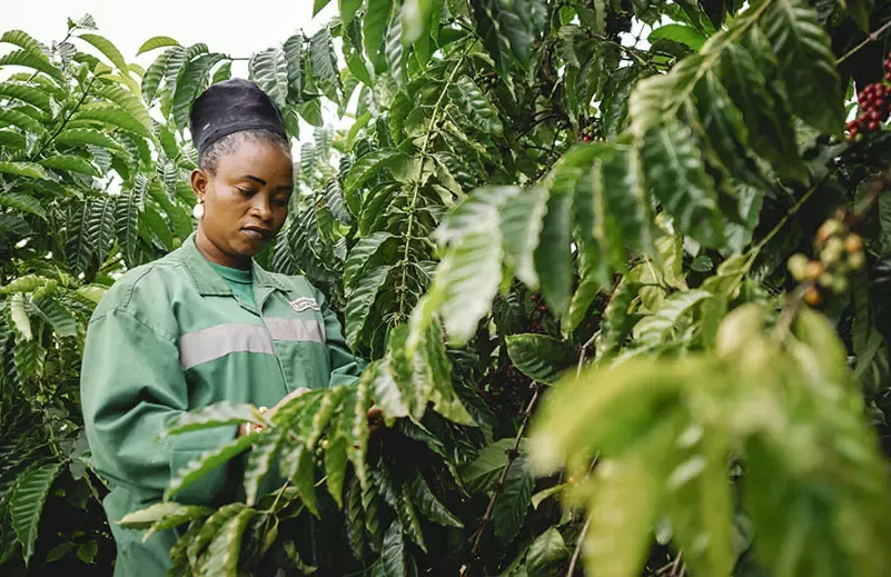 Nestle Says Robusta Trial Shows Increased Yields and Quality in Cote d'Ivoire