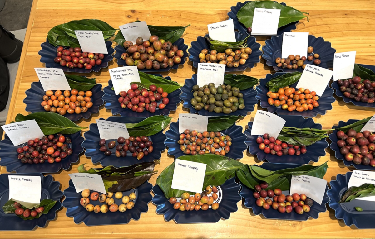 Variation in Libex coffee hybrids from the Upper Baram Valley, Sarawak – CREDIT – © Kenny Wee Ting Lee