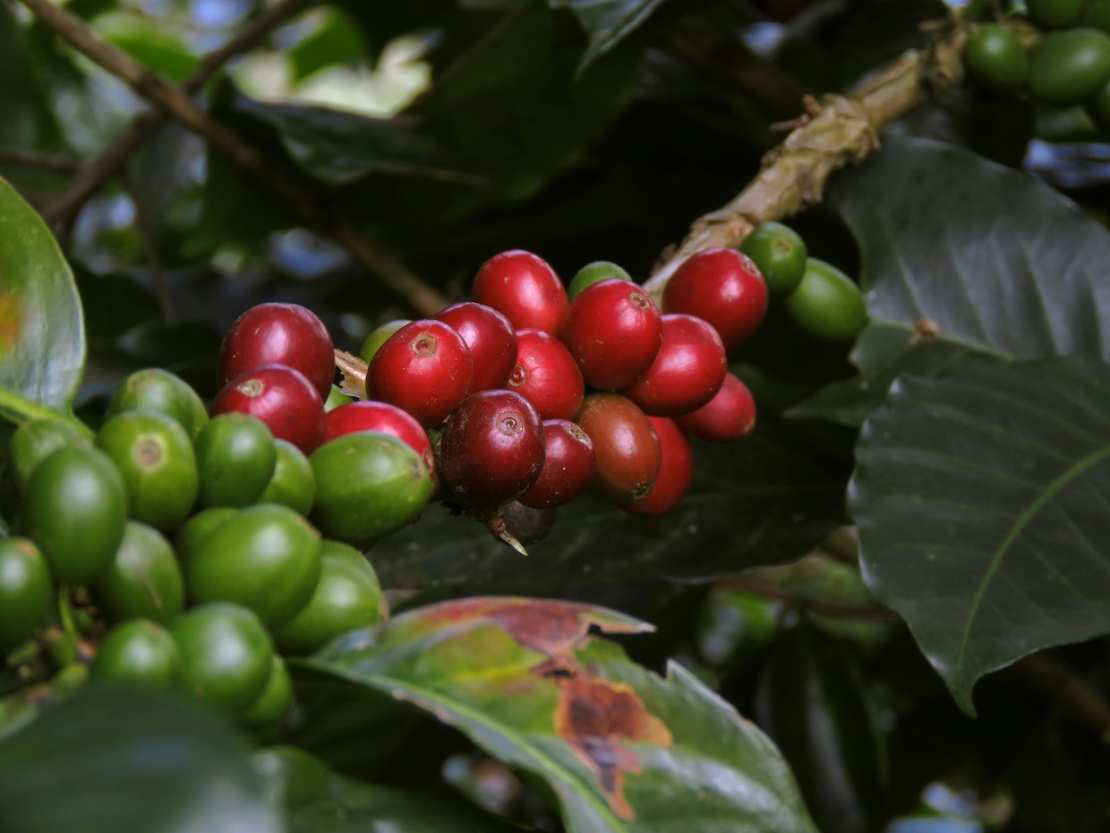 coffee plant
