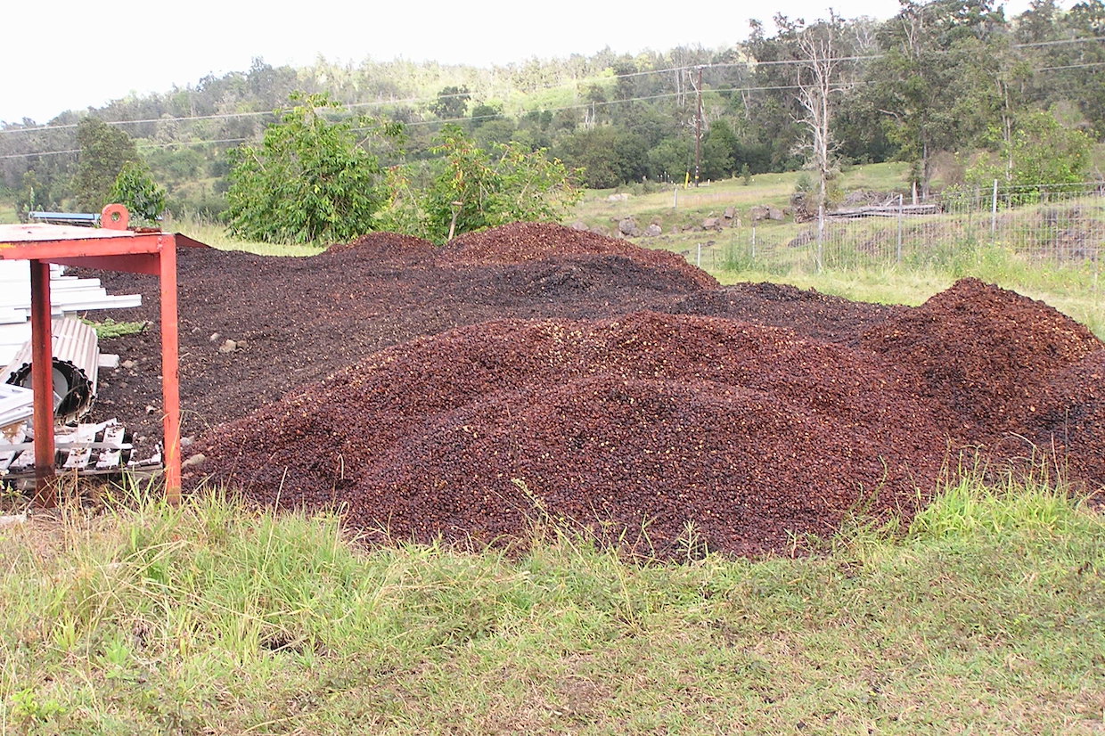 coffee pulp cherry pile