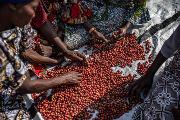 Best of Congo Cooperatives Returns with 34 High-Quality Traceable Lots