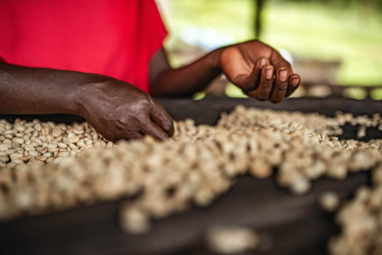 Best-of-Congo-Cooperatives-2