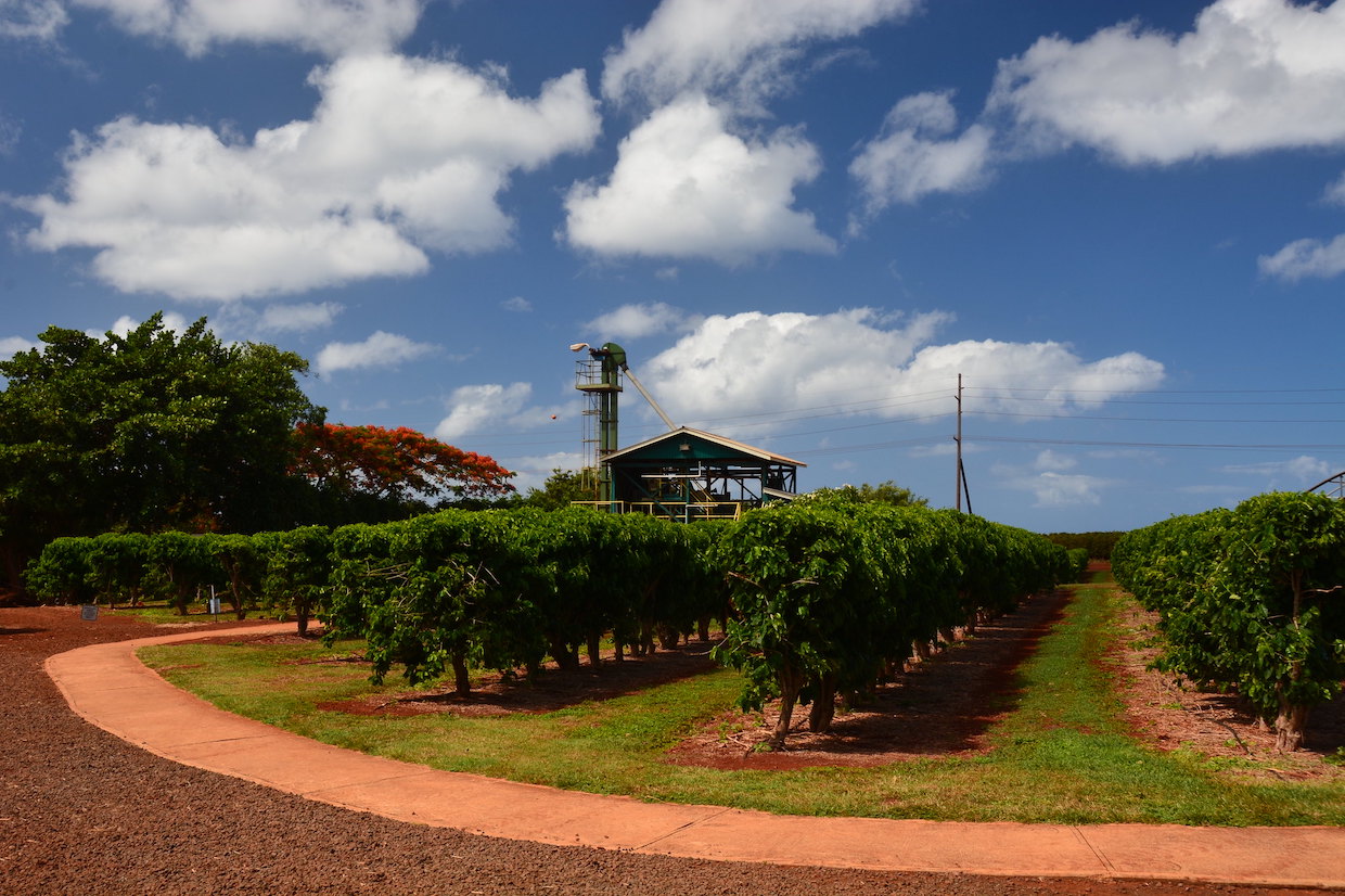 Kauai Coffee