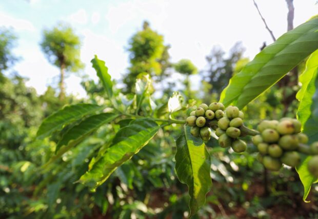Vietnam robusta