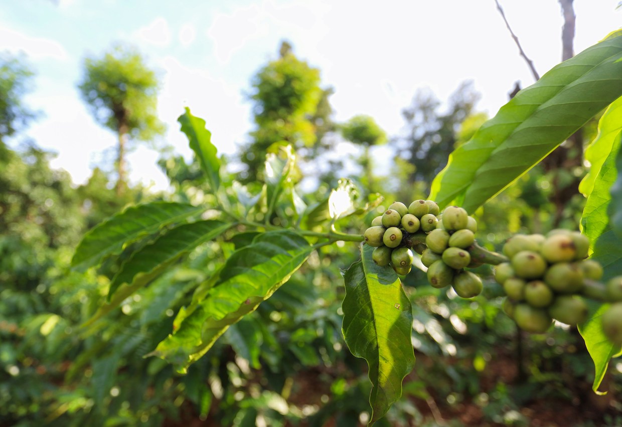 Vietnam robusta