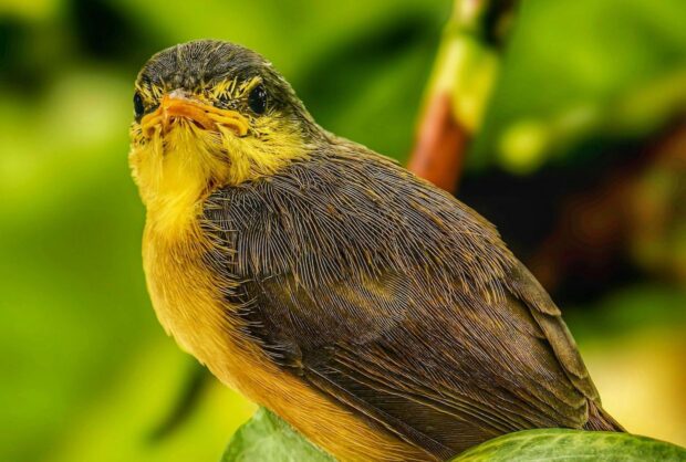 Study: Bird-Friendly Coffee Landscapes Need Forest Alongside Shade